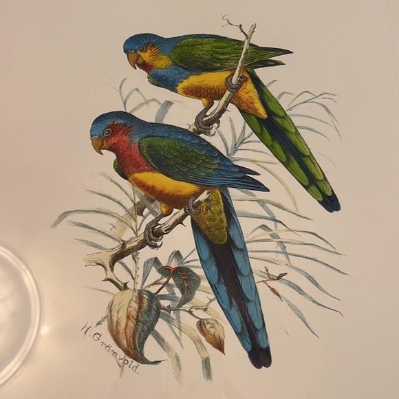 Vintage H Gromvold lithograph of Australian Parakeets - Picture 2 of 5
